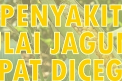 Penyakit Bulai Jagung Dapat Dicegah