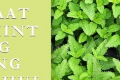 Manfaat Daun Mint Yang Jarang Diketahui
