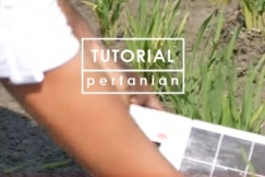 Cara Pengendalian Hama Wereng Coklat untuk Tanaman Padi