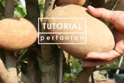 Cara Sambung Susu Mamey Sapote Hasilkan Panen Sawo Raksasa