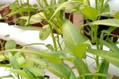Bercermin dari Keberhasilan Surabaya Menerapkan Praktek Urban Farming 