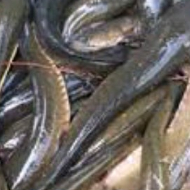 Ikan Gabus / kutuk